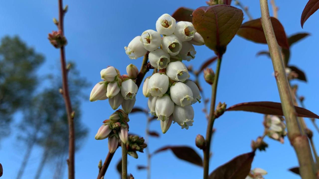 セイアQuinta Vale Salgueiroアパートメント エクステリア 写真