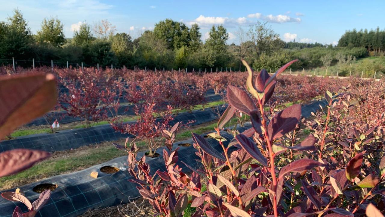 セイアQuinta Vale Salgueiroアパートメント エクステリア 写真