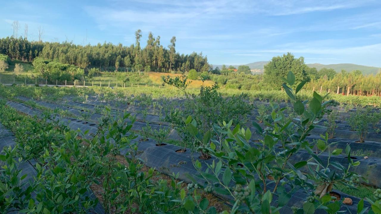 セイアQuinta Vale Salgueiroアパートメント エクステリア 写真