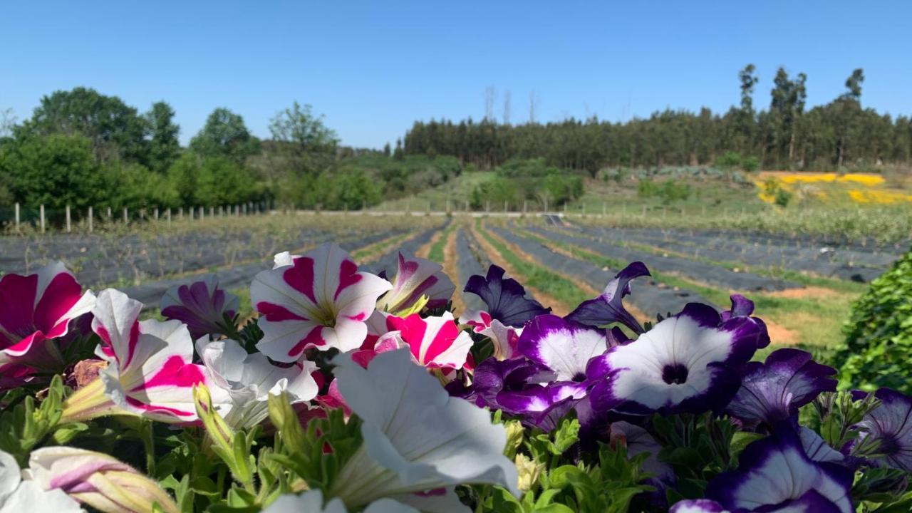 セイアQuinta Vale Salgueiroアパートメント エクステリア 写真