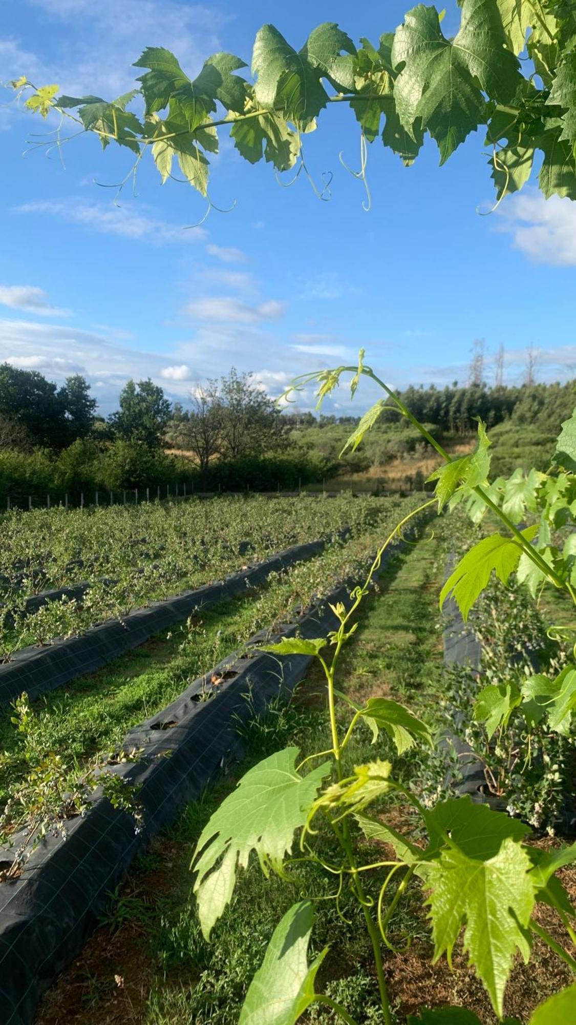 セイアQuinta Vale Salgueiroアパートメント エクステリア 写真